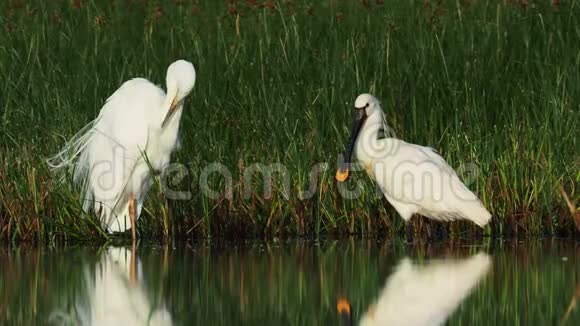 早晨欧亚鸟在浅水中站立绿色的植物白色的鹭鸟长得很长视频的预览图