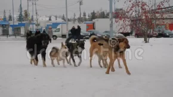 冬天在城里街头流浪狗视频的预览图