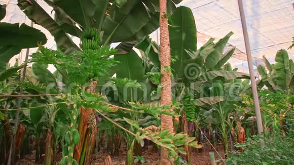 在特内里费加那利群岛的香蕉种植园上有巨大的绿叶的香蕉树视频的预览图