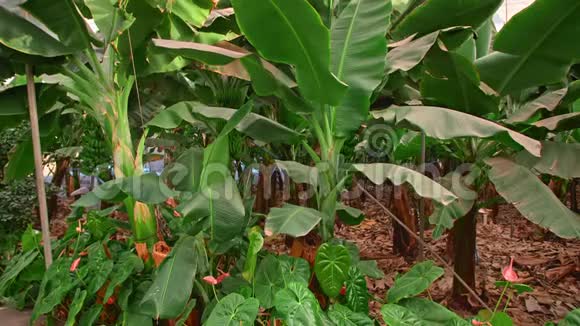 有大片绿叶的巨大灌木丛在温室里种香蕉视频的预览图