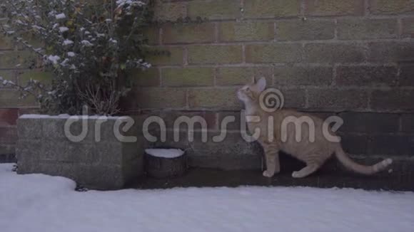 姜汤猫第一次经历雪视频的预览图