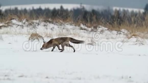 可爱的小红狐狸群在日出时奔跑在白雪覆盖的草地上视频的预览图