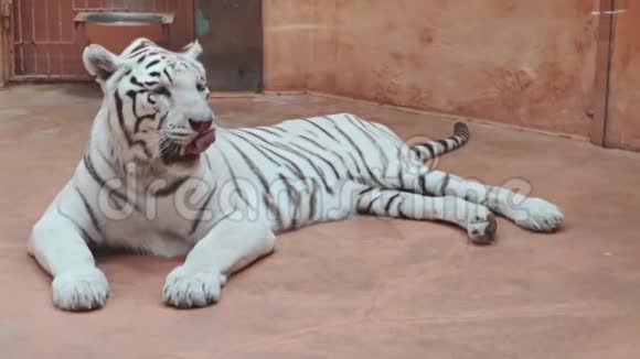 在动物园里躺着白虎舔嘴唇视频的预览图
