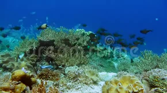 空中海滩展示了安塞福班斯热带海岸的镜头塞舌尔马河岛视频的预览图