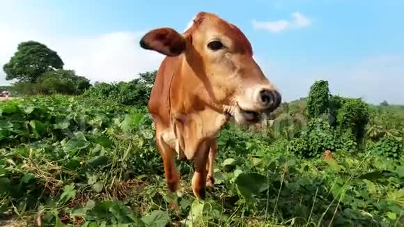 瘦棕色的母牛站在靠近马路的地方吃草饥饿的动物巴拉望菲律宾视频的预览图