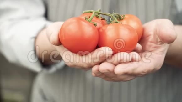 在一位老人手中的树枝上特写成熟的西红柿有机食品和园艺概念视频的预览图