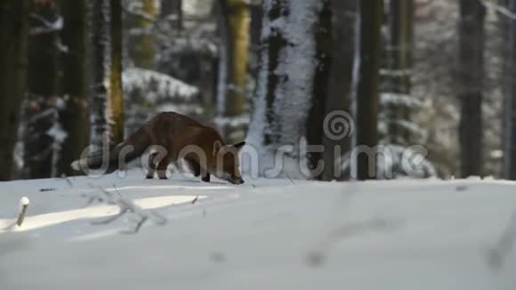 火狐在森林里寻找食物视频的预览图