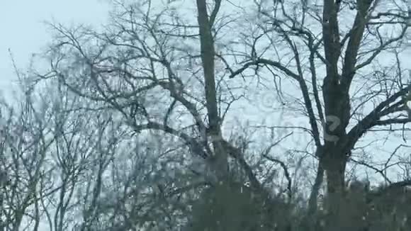 白雪皑皑的冬日树木和灌木丛环绕视频的预览图