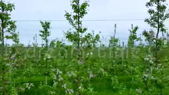 在阳光明媚的春天苹果园开满了许多白花一排排地种着一棵树视频的预览图