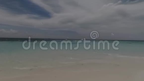 白色海鸥在海滩上飞翔视频的预览图