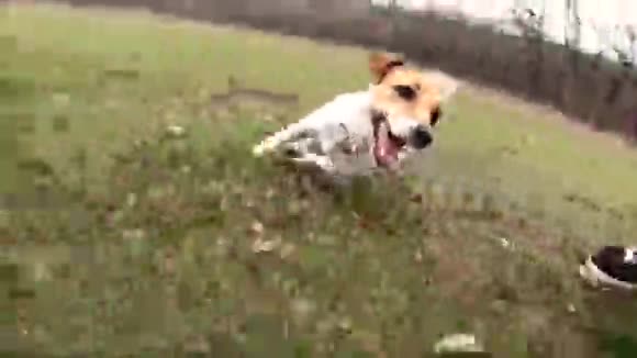 犬种杰克罗素驮着人跑视频的预览图