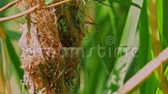 橄榄背太阳鸟颈黄蜂又称黄腹太阳鸟是远东地区的一种太阳鸟视频的预览图