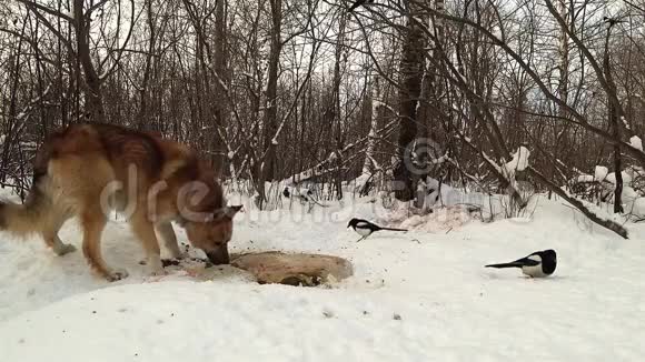 森林里的一只狗从地上捡起腐肉视频的预览图