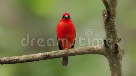 马达加斯加红毛虫马达加西红鸟在绿色和棕榈树上发现在森林清澈草原视频的预览图