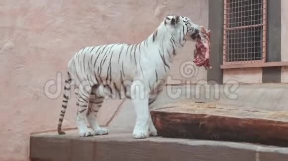 白虎吃鲜肉视频的预览图