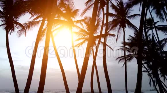 黎明在棕榈树的背景下靠近大海视频的预览图