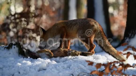 那只红狐狸吃了一只她在森林里抓到的野兔视频的预览图