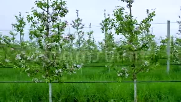 苹果园空中景观在苹果园上空高高飞翔飞越果树视频的预览图