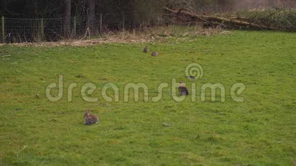 一些野兔野兔在野外视频的预览图