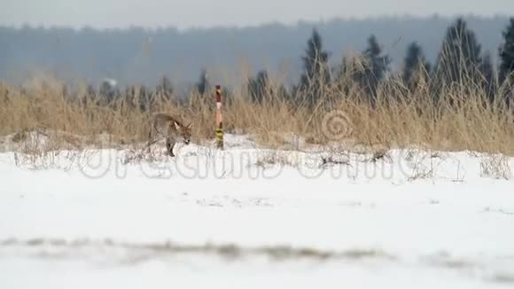 可爱的小红狐狸火神在日出时奔跑在白雪覆盖的草地上视频的预览图