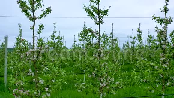 一个专业的苹果园盛开在一个美丽的阳光明媚的夏日蓝天少云宽摄像头视频的预览图