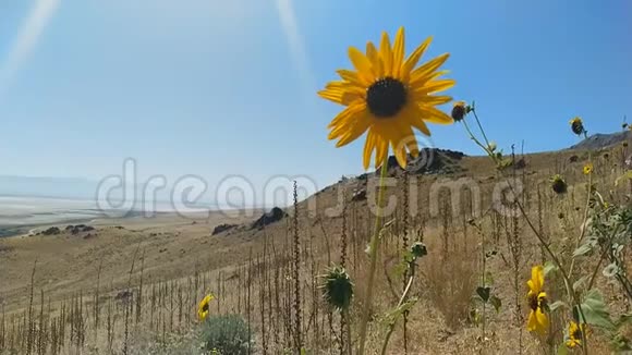 美国犹他州大盐湖羚羊岛野向日葵视频的预览图