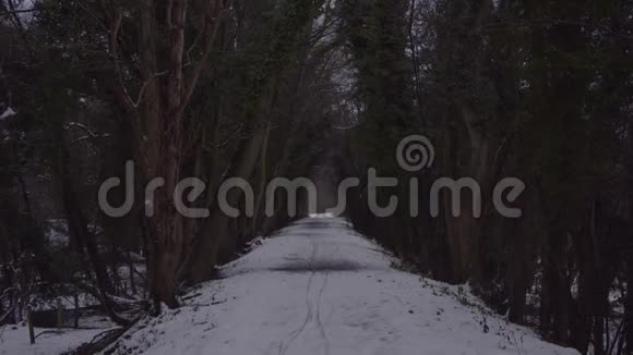 冬天在美丽的林地下雪视频的预览图