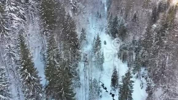 冬季针叶林雪地公路汽车鸟瞰图视频的预览图