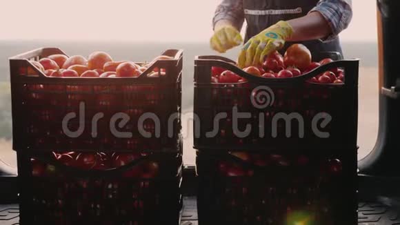 农夫检查了汽车后备箱抽屉里的西红柿视频的预览图