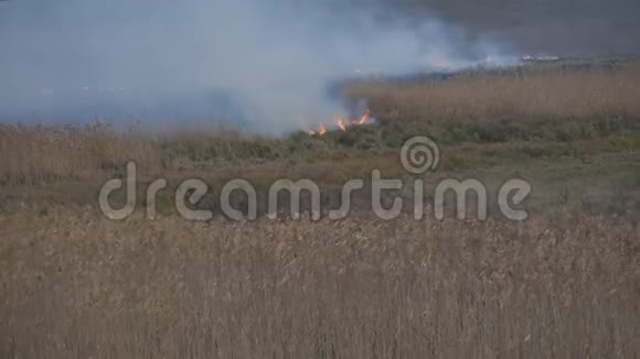 更大的火在露天大量的烟雾从燃烧的树木草灌木和芦苇视频的预览图