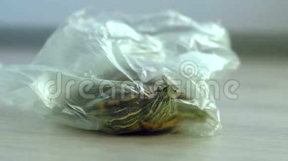 红耳龟在垃圾袋中污染自然的概念视频的预览图