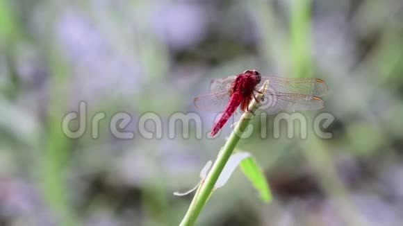 一只红蜻蜓坐在草地上视频的预览图