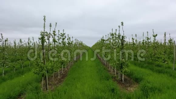 在苹果树之间飞来飞去盛开的苹果种植园一个年轻的果园在一个阳光明媚的春天视频的预览图