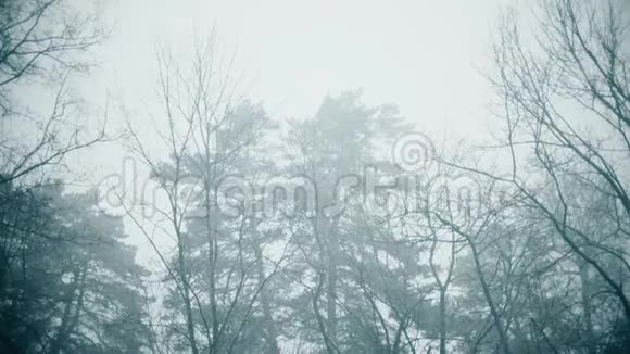 大雪中的树木慢镜头视频的预览图