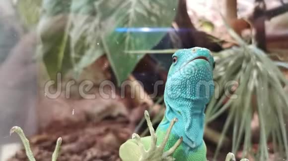 有趣的彩色蜥蜴透过玻璃看的肖像视频的预览图