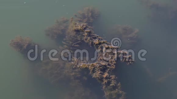 泥土里的草在水下视频的预览图