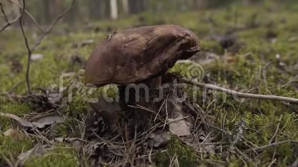 在绿色苔藓的夏季森林中生长的食用林蘑菇褐盖牛肝菌的近景关闭蘑菇视频的预览图