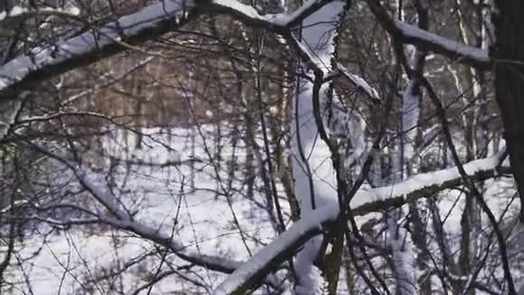 特写镜头雪躺在森林里的树枝上一个美丽的冬天故事慢动作对斯泰迪达姆的射击视频的预览图