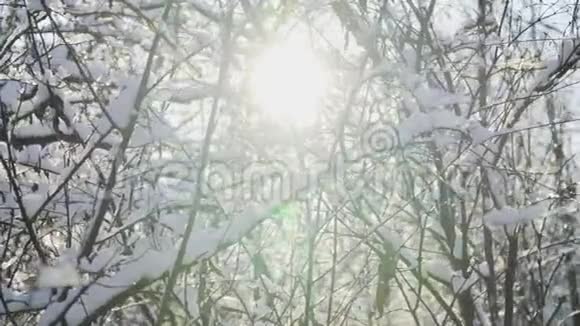 在阳光明媚的冬日美丽的雪林树枝上的冰慢动作Stedicam射击视频的预览图