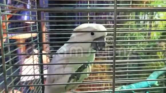 白鹦鹉正咬着笼子合上视频的预览图