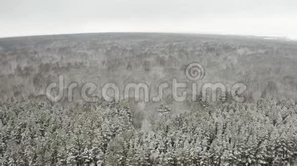 空中视频在冬季落叶林中用四架直升机飞过树梢落叶和白雪覆盖的树枝视频的预览图