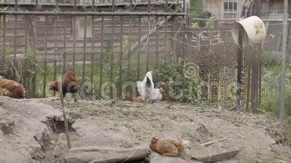 漂亮的家养母鸡在院子里走来走去视频的预览图