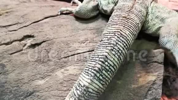 闭合科莫多蜥蜴尾巴的鳞片皮肤视频的预览图