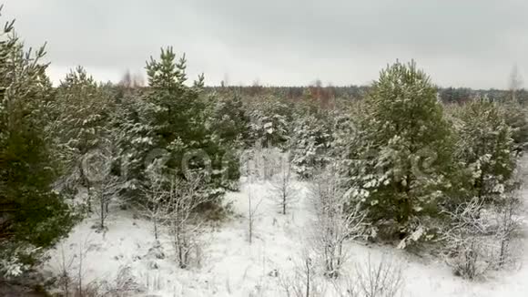 空中视频在冬天的森林里在白雪覆盖的小松树的松枝间飞来飞去视频的预览图