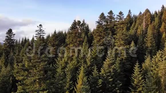 空中无人机观常绿森林鹤射林地中云杉和松树的树梢美丽的大自然视频的预览图