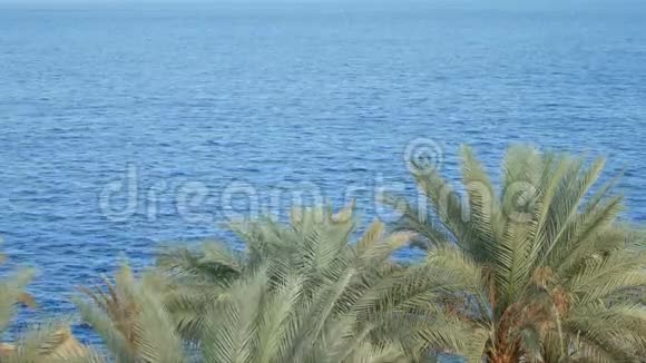 蓝水面棕榈树视频的预览图