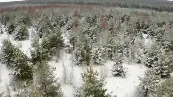 空中视频在冬天的森林里用四架飞机飞过白雪覆盖的幼树的顶端视频的预览图