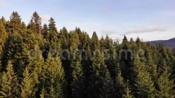 云杉和松树树梢上方光滑的无人机天桥鸟瞰针叶林空中无人机4K电影镜头视频的预览图