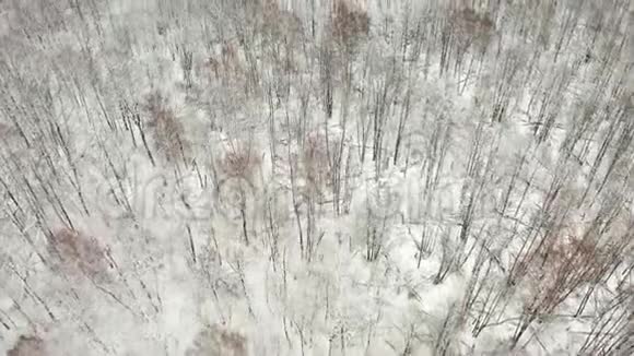 空中视频在冬季落叶林中用四架直升机飞过树梢落叶和白雪覆盖的树枝视频的预览图