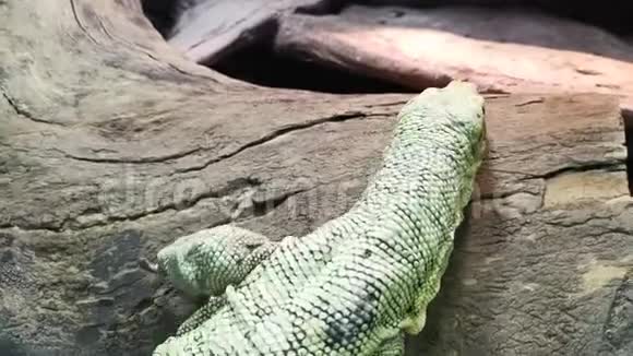 爬行的绿色科莫多蜥蜴靠近视频的预览图